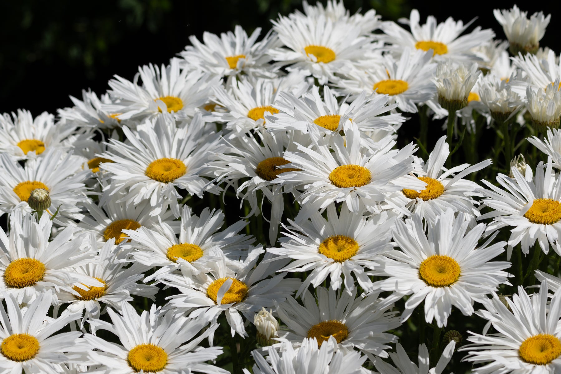 A dense cluster of white Shasta daisies with bright yellow centers blooming in full sun against a dark green background.