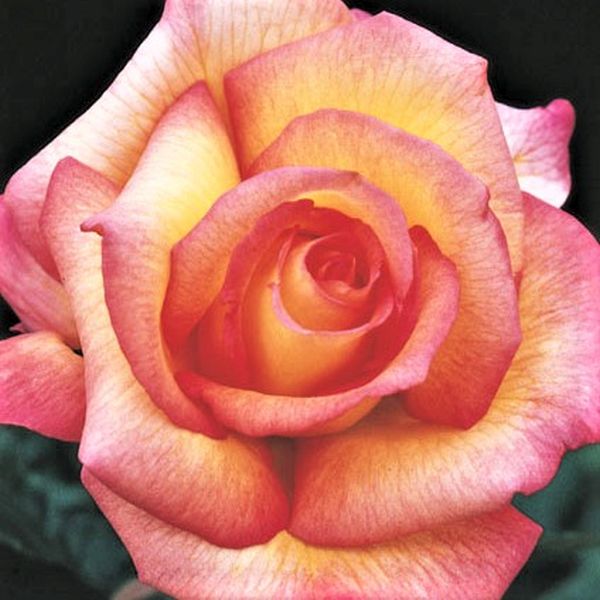 Sheila's Perfume Floribunda Rose