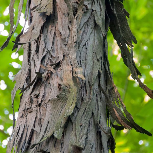 Shellbark Hickory Bark