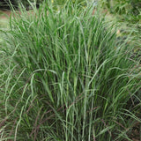Shenandoah Red Switch Grass