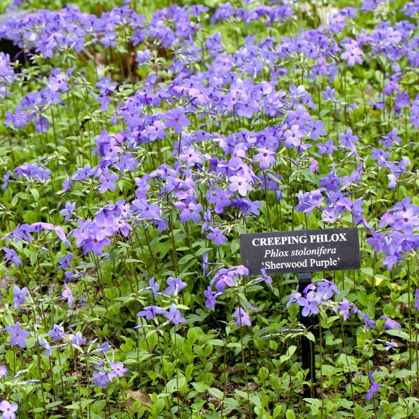 Sherwood Purple Creeping Phlox - Perennial - Nature Hills Nursery - 1 Container - 