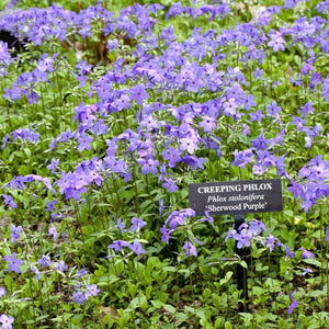 Sherwood Purple Creeping Phlox - Perennial - Nature Hills Nursery - 1 Container - 