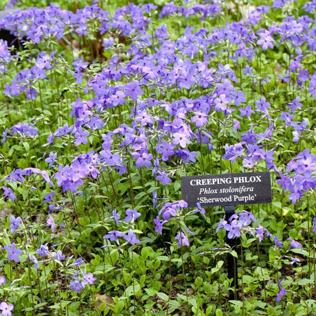 Sherwood Purple Creeping Phlox - Perennial - Nature Hills Nursery - 1 Container - 