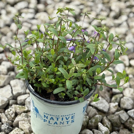 Sherwood Purple Creeping Phlox - Perennial - Nature Hills Nursery - 1 Container - 