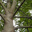 Shingle Oak