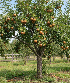 Shinko Asian Pear (Pyrus pyrifolia 'Shinko'), a tree featuring dense, multi-trunked form.
