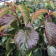 Shiny Dancer® Viburnum - Bush - Nature Hills Nursery - 2 Container - 