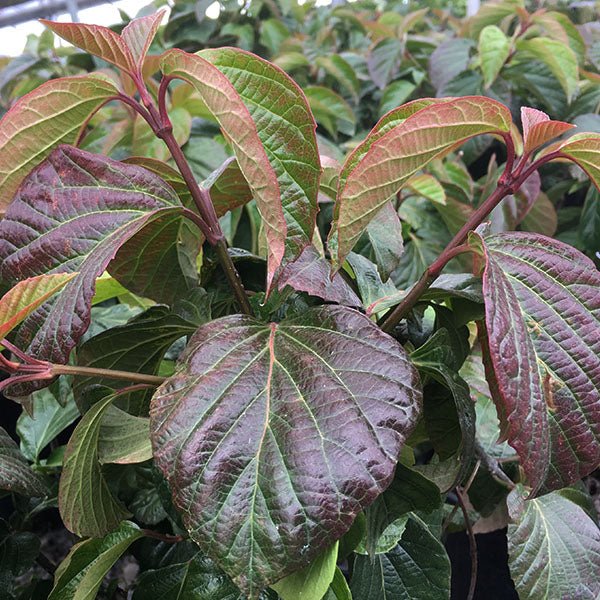 Shiny Dancer® Viburnum - Bush - Nature Hills Nursery - 2 Container - 