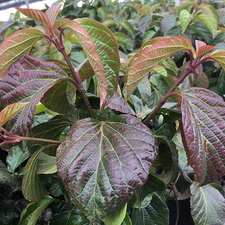 Shiny Dancer&reg; Viburnum - Nature Hills Nursery - #2 Container - 