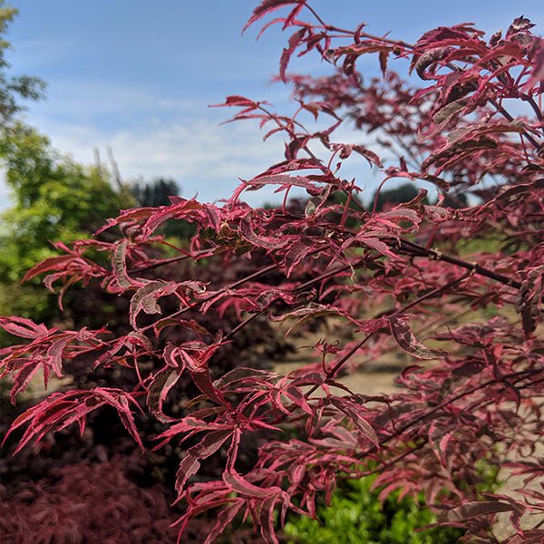 Shirazz Japanese Maple Tree For Sale | At NatureHills.com