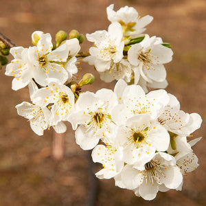 Shiro Japanese Plum Tree - Nature Hills Nursery - 4 - 5 Feet Bareroot Semi - Dwarf Height - 