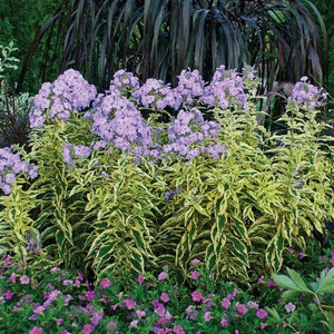 Shockwave Phlox