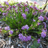 Short and Sweet Catchfly - Nature Hills Nursery - Premium #1 Container - 