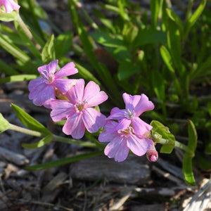 Short and Sweet Catchfly Bloom