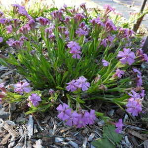 Short and Sweet Catchfly Full Plant