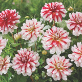 Short Track Dahlia - Nature Hills Nursery - 5 Pack Bulbs - 