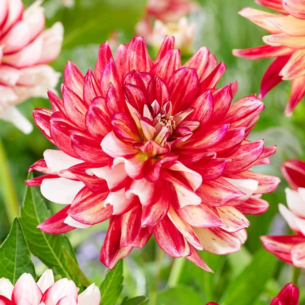 Short Track Dahlia - Nature Hills Nursery - 5 Pack Bulbs - 