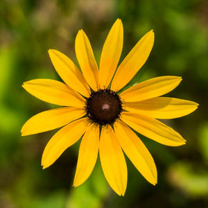 Showy Black - Eyed Susan - Nature Hills Nursery - 2x2x3 Inch Container 3 Pack - 