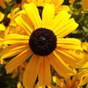 Showy Black - Eyed Susan - Nature Hills Nursery - 2x2x3 Inch Container 3 Pack - 
