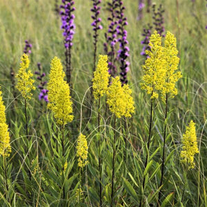 Showy Goldenrod - Nature Hills Nursery - #1 Container - 
