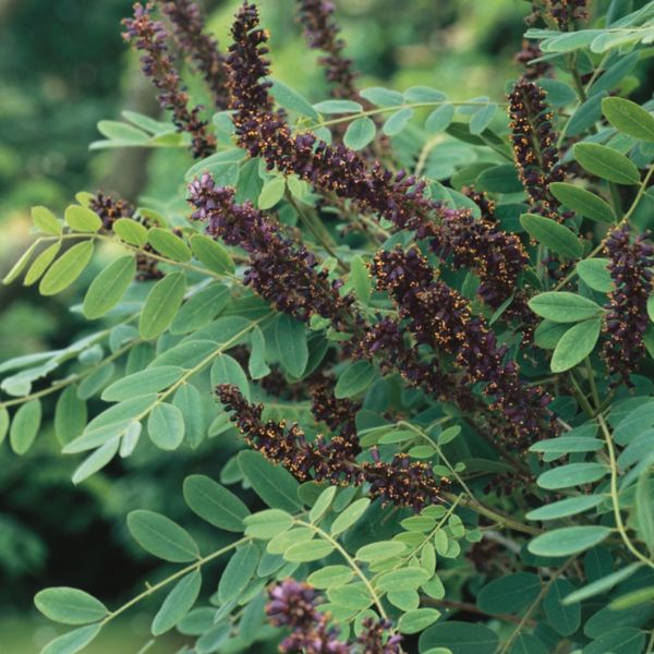 Shrub Indigo Flowers