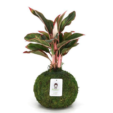Siam Chinese Evergreen Kokedamas - Houseplant - Nature Hills Nursery - 