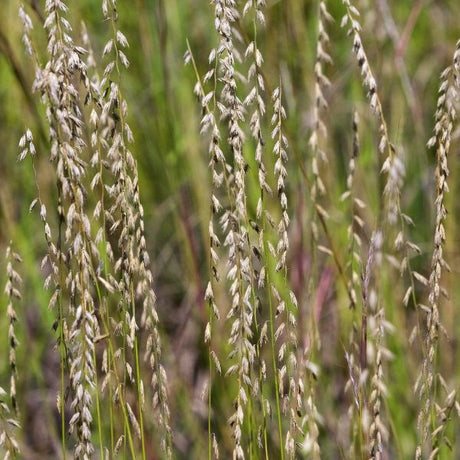 Sideoats Grama - Nature Hills Nursery - #1 Container - 