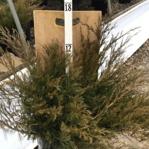 Sierra Spreader Juniper Bush - Nature Hills Nursery - #3 Container - 