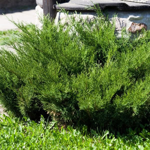 Sierra Spreader Juniper Bush - Nature Hills Nursery - #3 Container - 