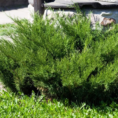 Sierra Spreader Juniper Bush - Bush - Nature Hills Nursery - 3 Container - 