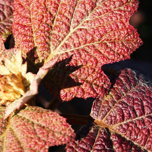 Sikes Dwarf Oakleaf Hydrangea - Nature Hills Nursery - #5 Container - 