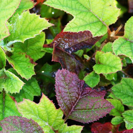 Sikes Dwarf Oakleaf Hydrangea - Nature Hills Nursery - #5 Container - 
