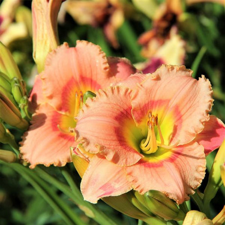 Siloam Little Girl Daylily - Nature Hills Nursery - #1 Container - 