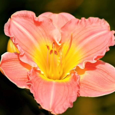 Siloam Little Girl Daylily - Nature Hills Nursery - #1 Container - 