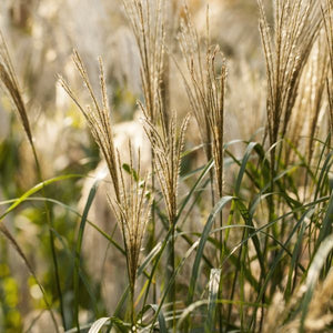 Silver Feather Maiden Grass - Nature Hills Nursery - #1 Container - 