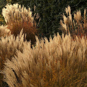 Silver Feather Maiden Grass - Nature Hills Nursery - #1 Container - 