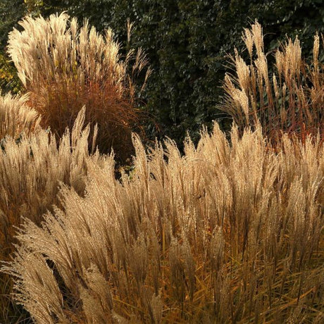 Silver Feather Maiden Grass - Nature Hills Nursery - #1 Container - 