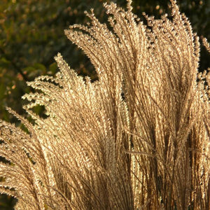 Silver Feather Maiden Grass - Nature Hills Nursery - #1 Container - 