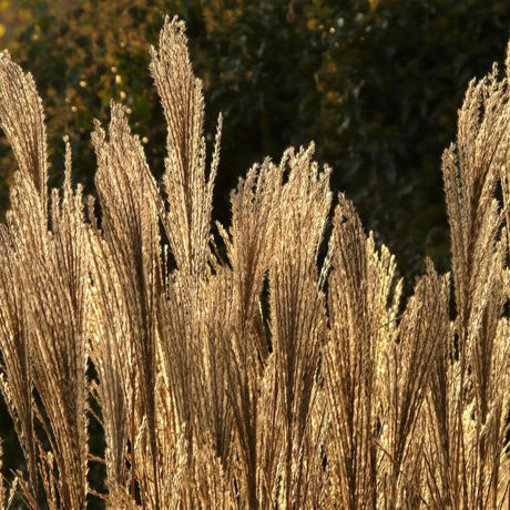 Silver Feather Maiden Grass - Nature Hills Nursery - #1 Container - 