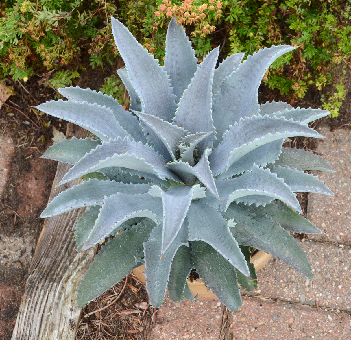 Silver Fox mangave forming a wide rosette of broad silvery blue leaves edged with fine teeth
