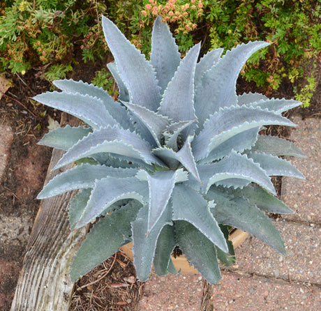 Silver Fox mangave forming a wide rosette of broad silvery blue leaves edged with fine teeth