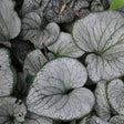 Silver Heart Brunnera - Nature Hills Nursery - #1 Container - 