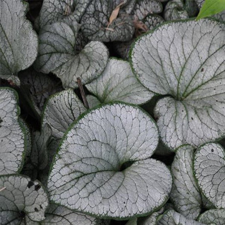 Silver Heart Brunnera (Brunnera macrophylla 'Silver Heart'), a perennial featuring blue flowers and perennial.