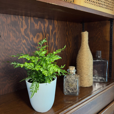 Silver Lace Fern in a 4 inch pot