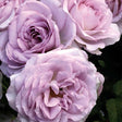 Silver Lining&trade; Floribunda Rose - Nature Hills Nursery - #2 Container - 