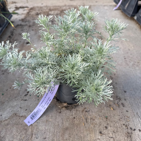 Artemisia schmidtiana 'Silver Mound' displays its finely textured, silvery-green