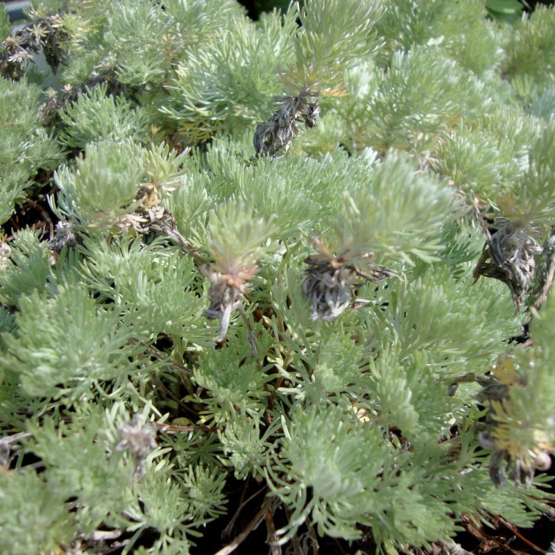 Detail view of Silver Mound (Artemisia schmidtiana) showing plant structure and foliage.