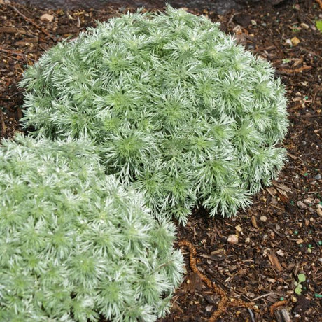 Silver Mound (Artemisia schmidtiana), a perennial featuring perennial and clumping, creeping form.