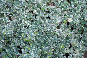 Silver Queen Variegated Wintercreeper Euonymus - Groundcover - Nature Hills Nursery - 5 Container - 