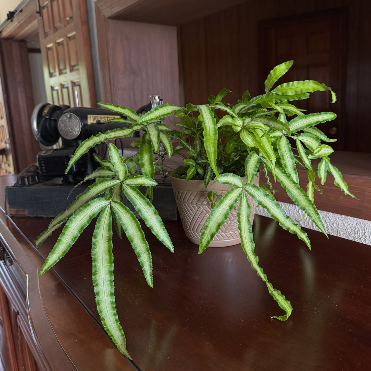 Silver Ribbon Fern in a 6 inch pot, view 2